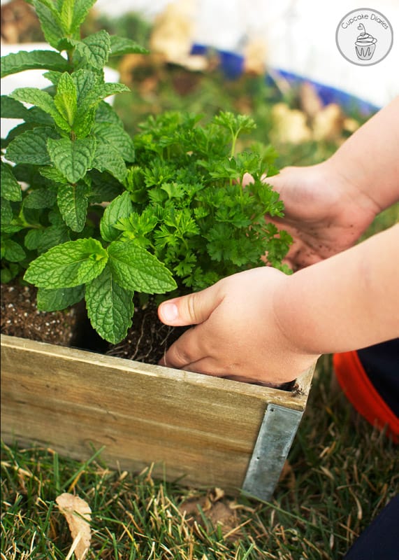 How to Plant an Herb Garden (And Get the Kids Involved!)