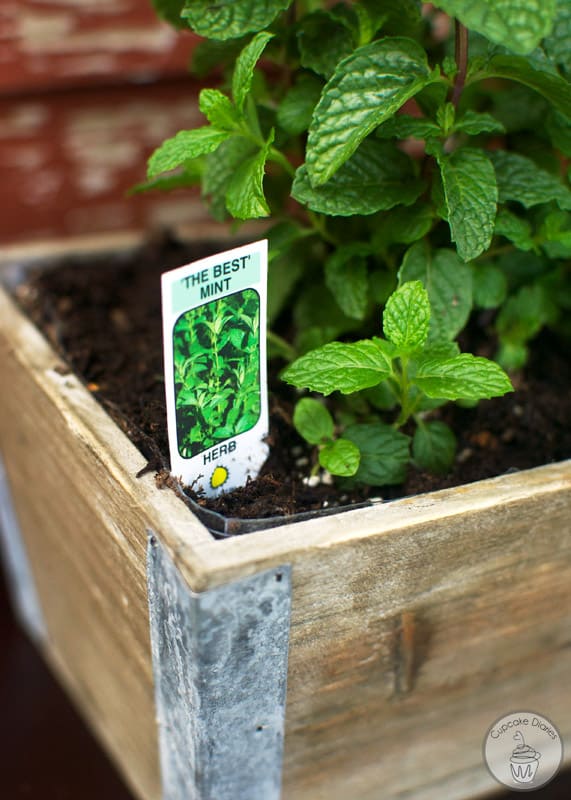 How to Plant an Herb Garden (And Get the Kids Involved!)