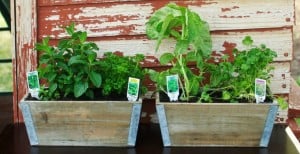 How to Plant an Herb Garden {And Get the Kids Involved!} + GIVEAWAY