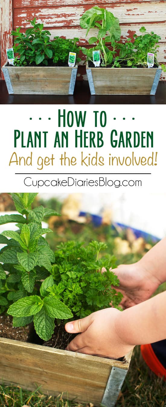 How to Plant an Herb Garden (And Get the Kids Involved!)